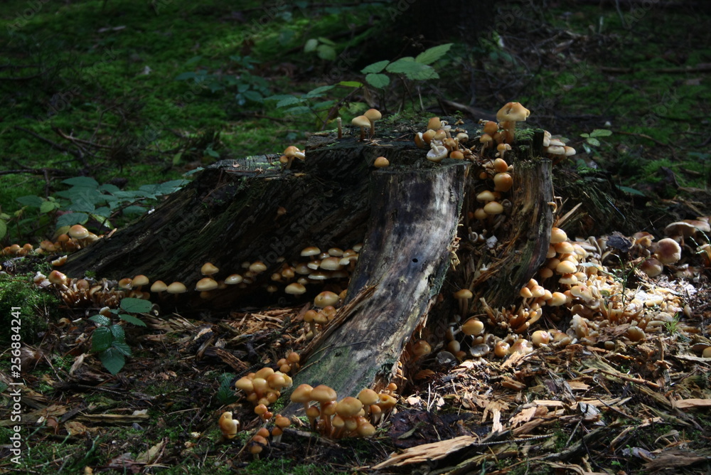 pilze pilze