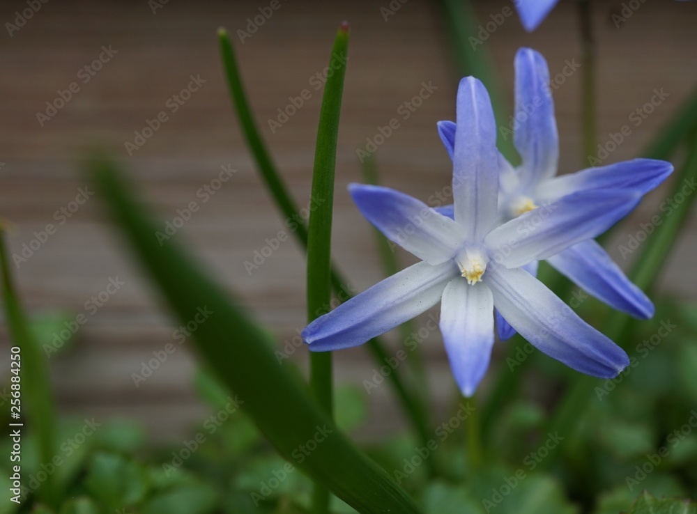 Obraz premium blue flower