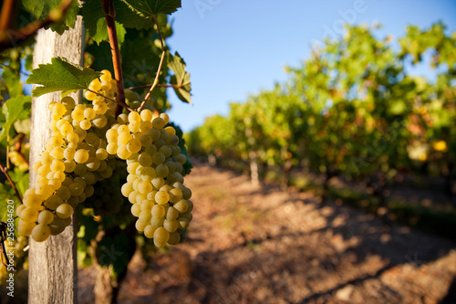 Foto Grappe de raisin blanc dans les vigne en France