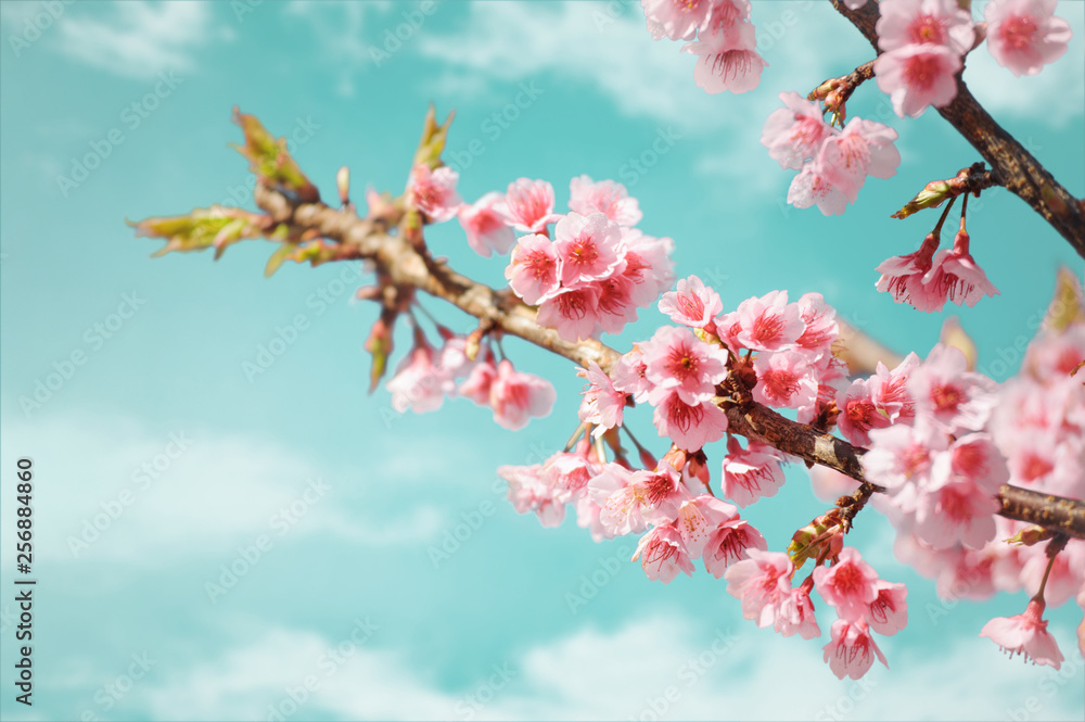beautiful cherry blossom or sakura in spring time against blue sky