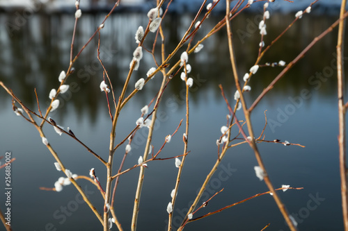 Pussy willow branches on river water background photo