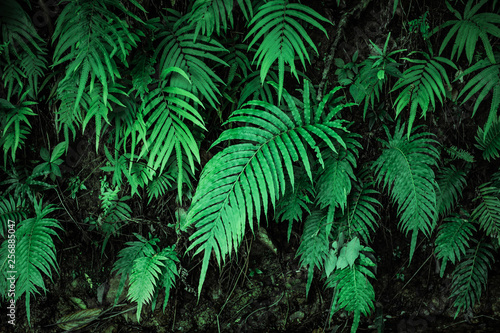 tropical ferns leaf texture dark green background
