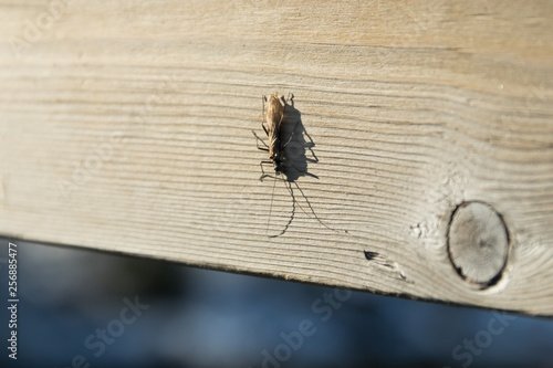 Beetle, bug walk on wooden texture background.
