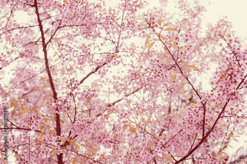 Blossoming cherry blossom branch in spring seasonal ,flower background