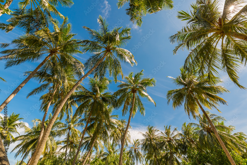 Coconut palm trees, beautiful tropical background. Beautiful tropical nature concept