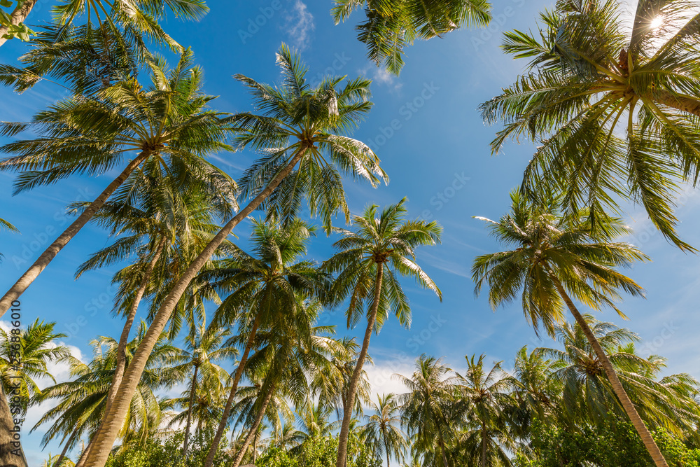 Coconut palm trees, beautiful tropical background. Beautiful tropical nature concept Coconut palm trees, beautiful tropical background. Beautiful tropical nature concept