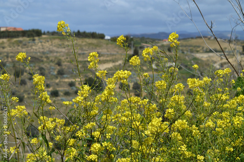 Close-up of Charlock Mustard in Bloom, Sinapis Arvensis, Sicilian Landscape, Nature photo