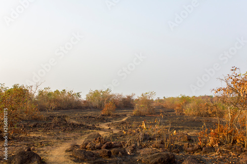 footpath in dry rocky savanna with bushes under a gray sky