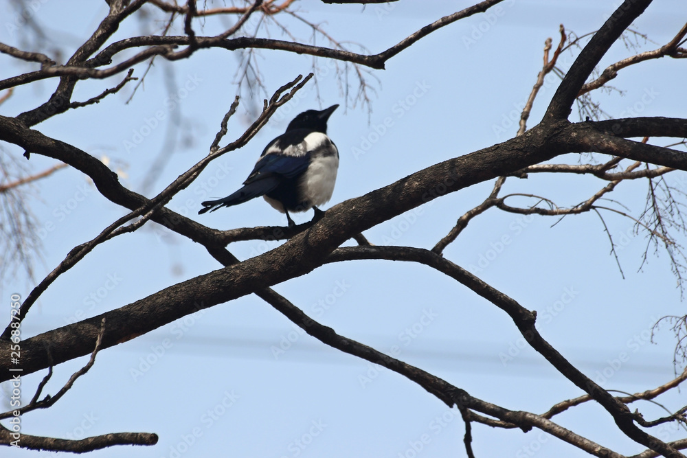 Fototapeta premium 앙상한 나무가지에 앉은 까치