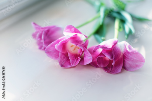 Beautiful pink tulips bunch in glass vase at window.