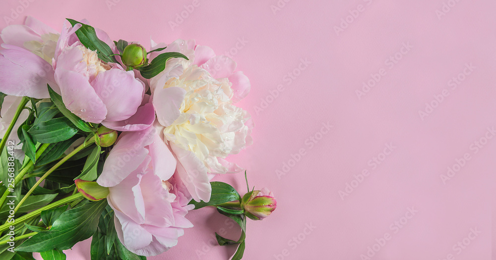 Beautiful bunch of pink peonies on pink background with copy space
