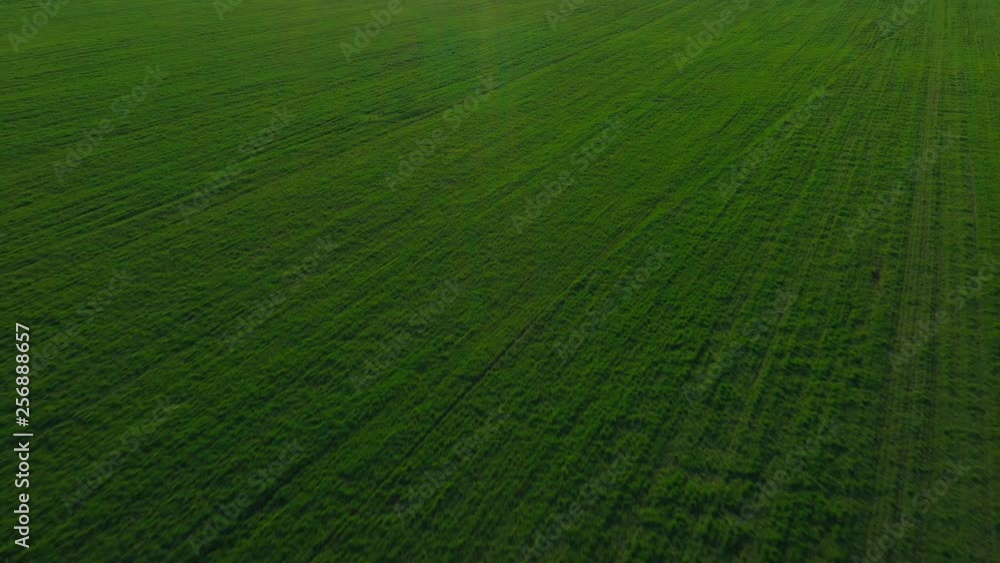 Aerial view ascending aerial unmanned view of a green agricultural field with wheat against a blue sky and sunset. Rays of light. Green fresh spring grass in the field Relax. Lens flare. Drone Aerial view ascending aerial unmanned view of a green agricultural field with wheat against a blue sky and sunset. Rays of light. Green fresh spring grass in the field Relax. Lens flare. Drone