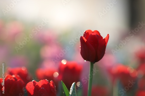 Close up of red tulips in the garden