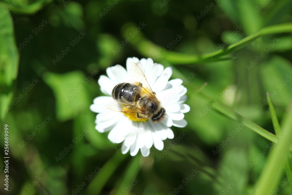 honey bee collects pollen from flowers.artvin/turkey honey bee collects pollen from flowers.artvin/turkey
