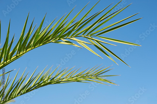 Leaf Palm sunday concept: Leaves frame of coconut branches with cloudy blue sky background