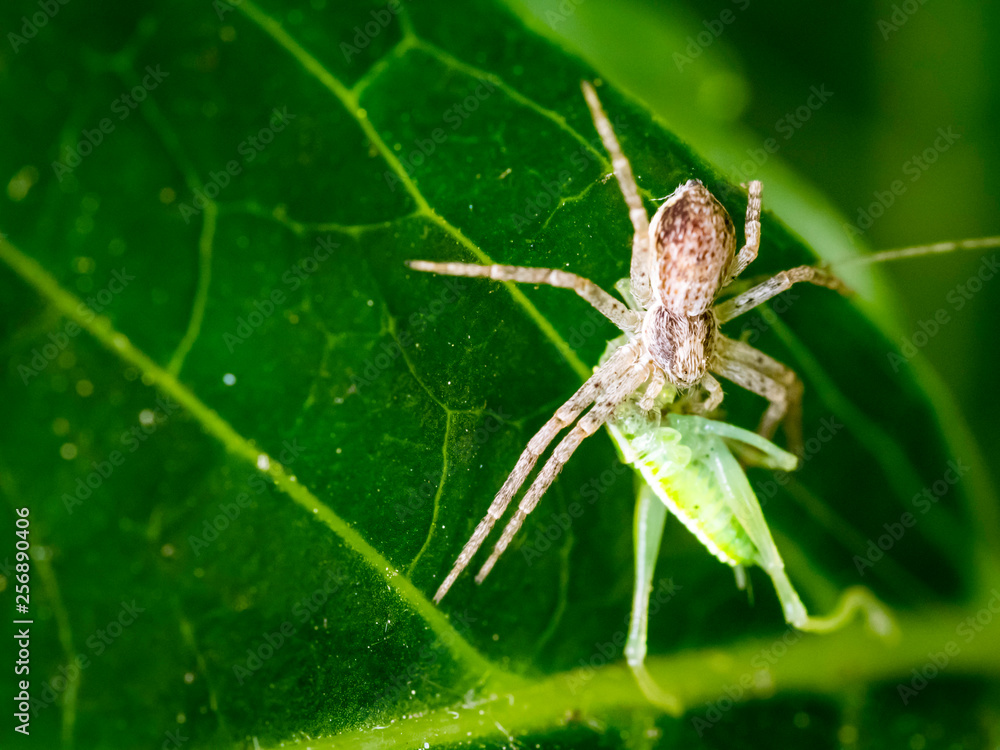 spider spider