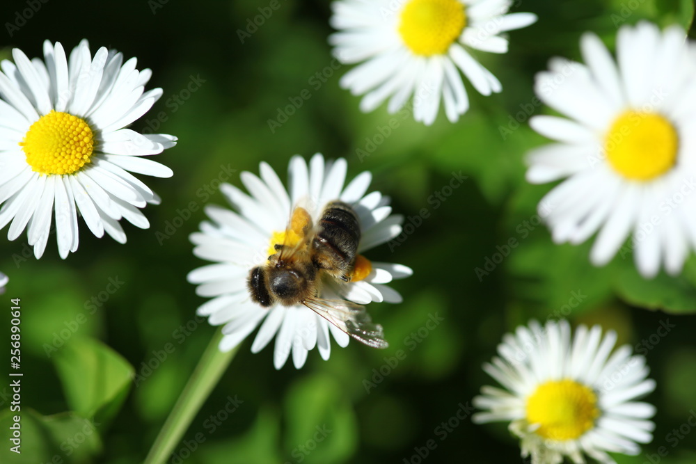 Fototapeta premium honey bee collects pollen from flowers.artvin/turkey