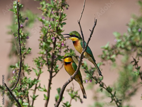 Little bee-eater (Merops pusillus)