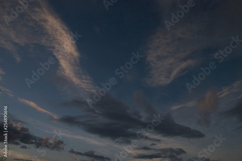 Shark Sky