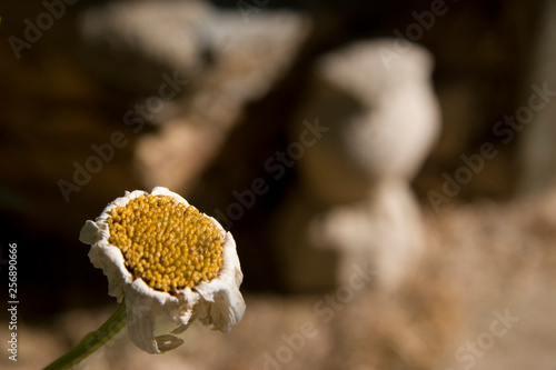 Daisy past