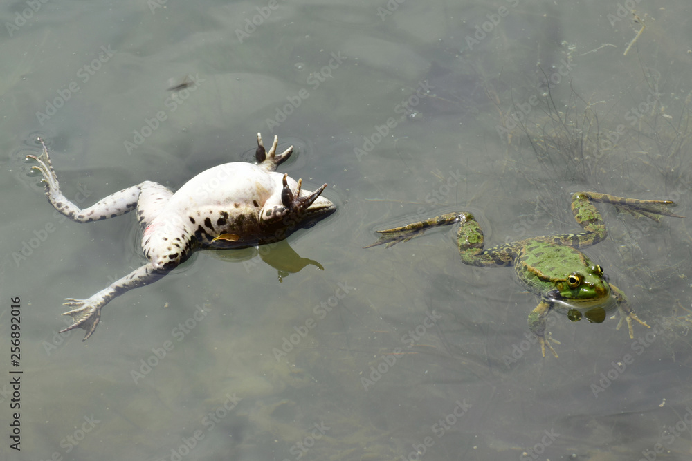 Wunschmotiv: Spring male and female frog Rana ridibunda swim on water #256892016