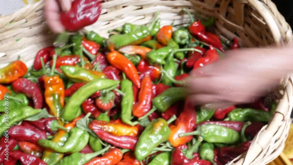 hands of an old woman choose sweet and spicy peppers and chilli in wicker basket, Calabria, Italy hands of an old woman choose sweet and spicy peppers and chilli in wicker basket, Calabria, Italy