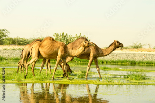 camels at river © MOHAMED