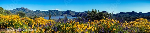 Arizona Wildflowers