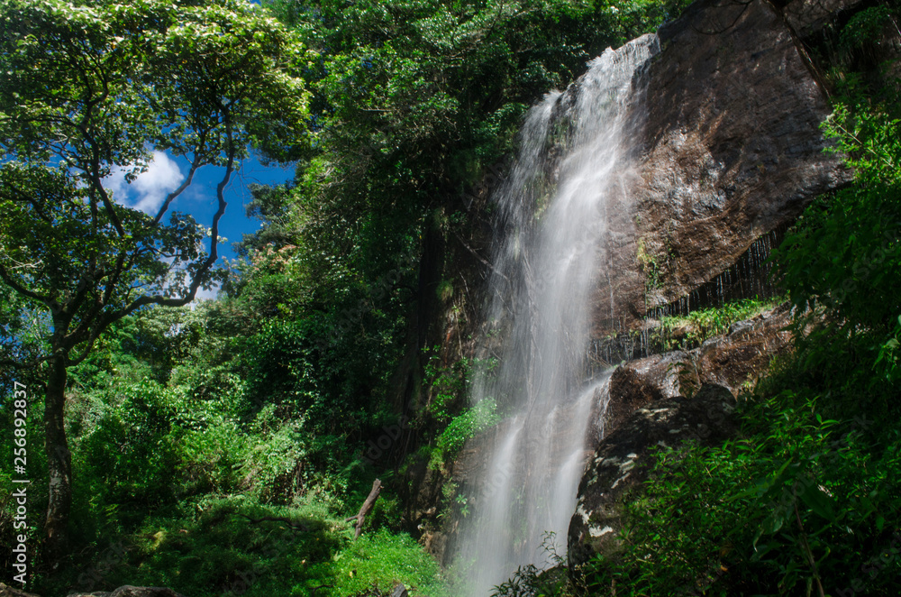 Fototapeta premium waterfall in the forest