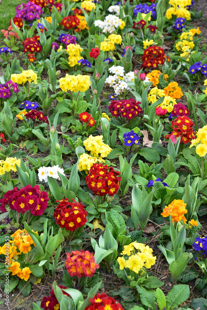 Primevères multicolores au jardin au printemps