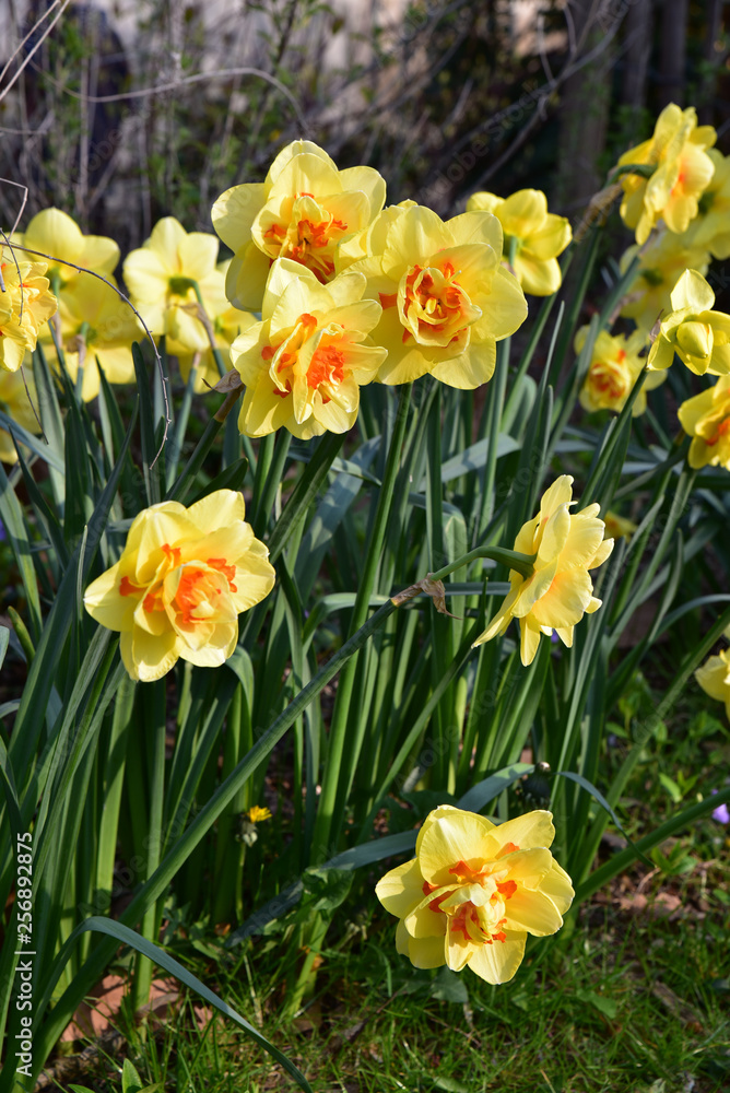 Narcisses jaunes au jardin au printemps