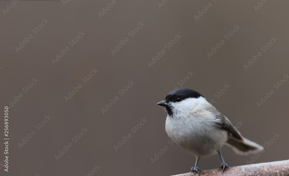 Little willow tit on a branch on a blurred brown background. Little willow tit on a branch on a blurred brown background.