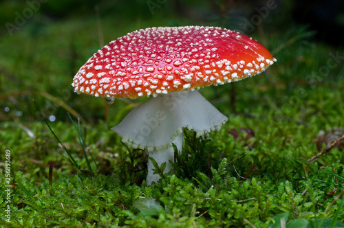 Fly agaric Amanita muscaria in the spruce moss forest. Also known as fly amanita, poisonous mushroom. Natural environment.