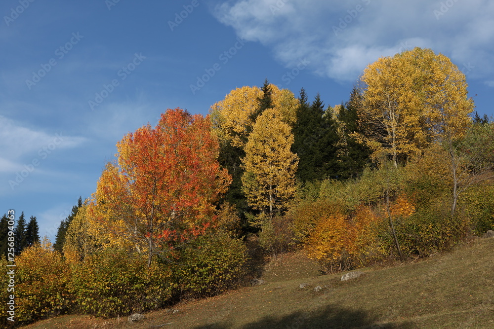 Fototapeta premium artvin forest and village views. savsat/artvin/turkey