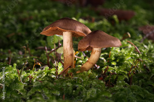 Brown Cortinarius mushroom in the moss spruce forest. Also known as cortinar and webcap. Natural environment.