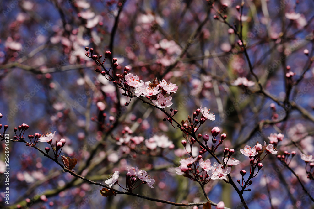 Branch of prunus serrulata japanese cherry in the spring garden Branch of prunus serrulata japanese cherry in the spring garden