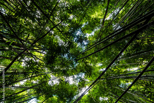 Dense bamboo forest at the Pipiwai trail