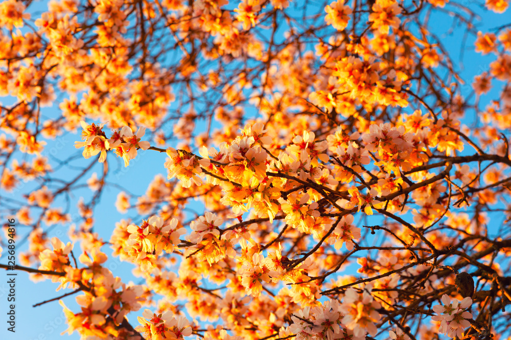 Cherry Blossom trees, Nature and Spring time background. Cherry Blossom trees, Nature and Spring time background.