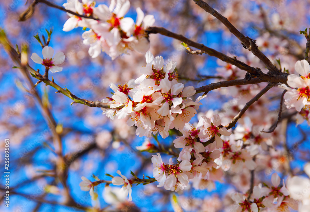 Cherry Blossom trees, Nature and Spring time background. Cherry Blossom trees, Nature and Spring time background.