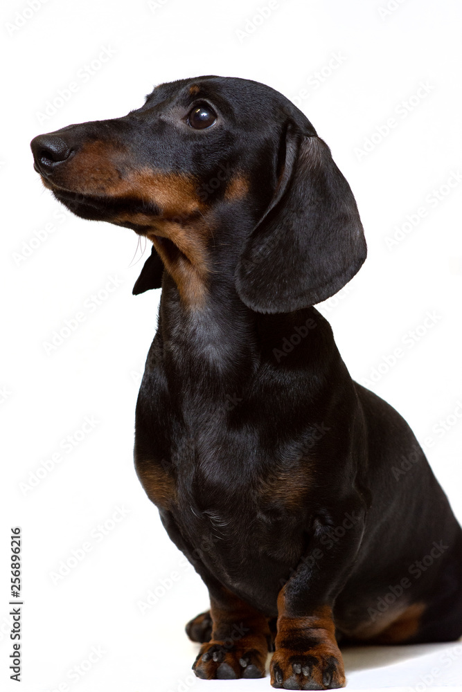 Dachshund black sits staring intently at the white