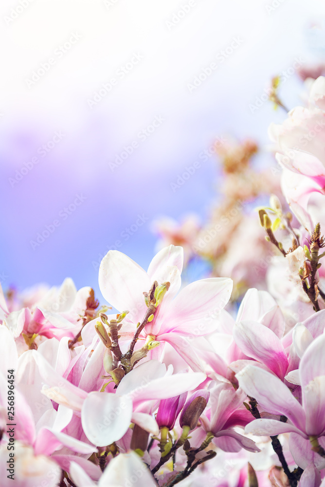 Light Pink Magnolia Tree in English Garden