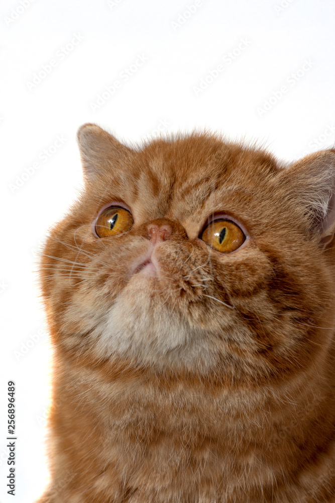 face red exotic kittens on white background