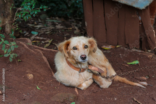 Fotografie cachorro pequeno aprisionado