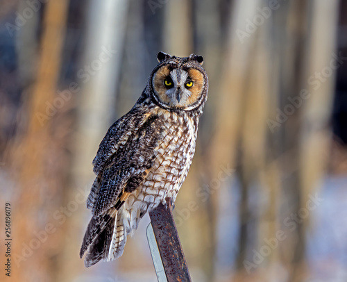 Long-eared Owl perching