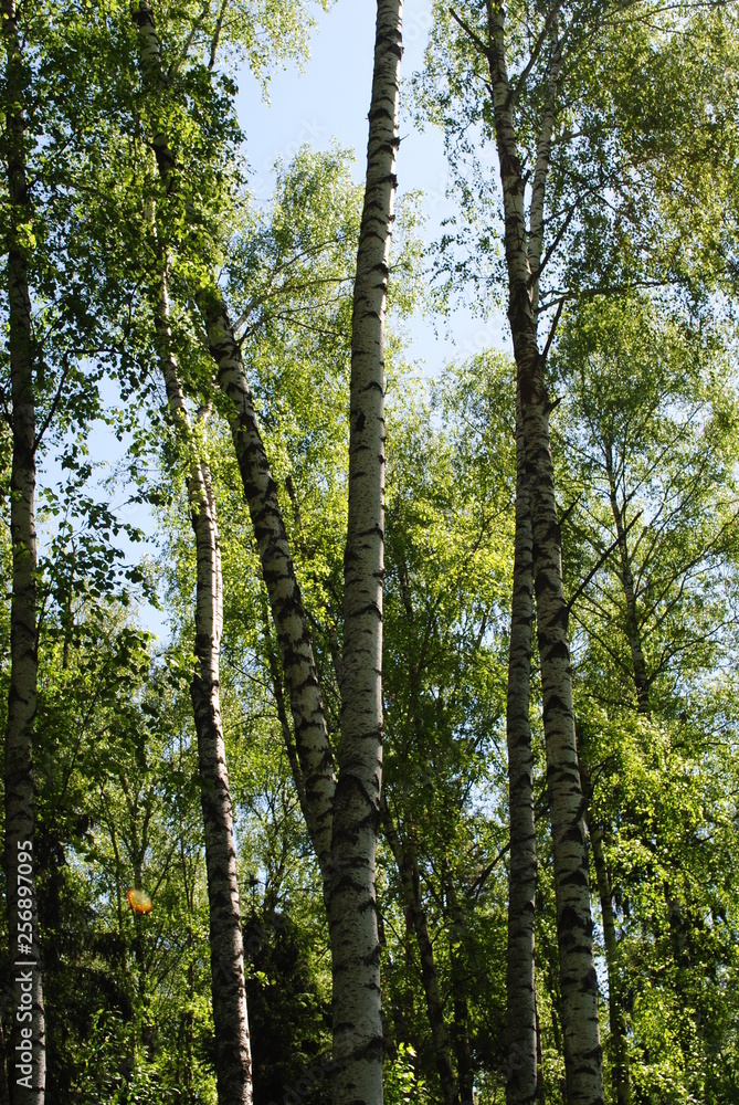 Obraz premium summer forest