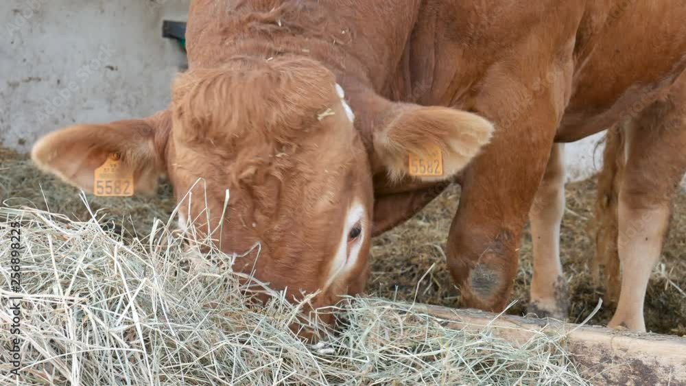 One red brown Limousin bull standing in the lair and eating hay. Eco ...