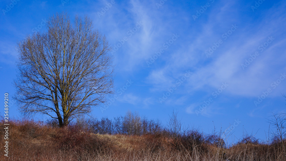a lone tree a lone tree