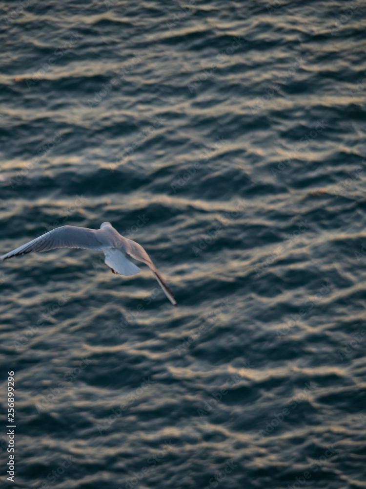 Flying seagull with blurry ocean background Flying seagull with blurry ocean background