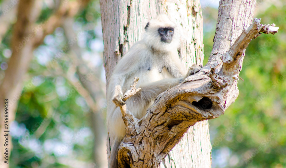 Obraz premium gray languor 