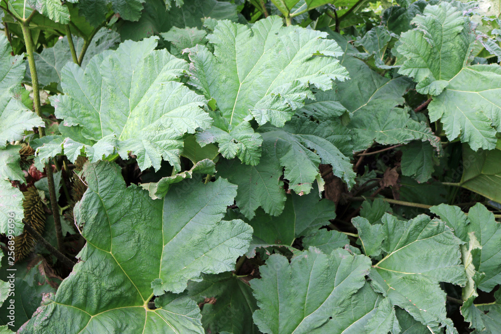 Gunnera plant leaves Gunnera plant leaves